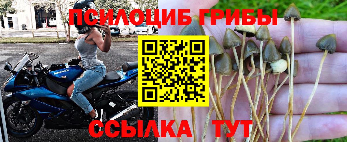 Галлюциногенные грибы Psilocybe Новочеркасск